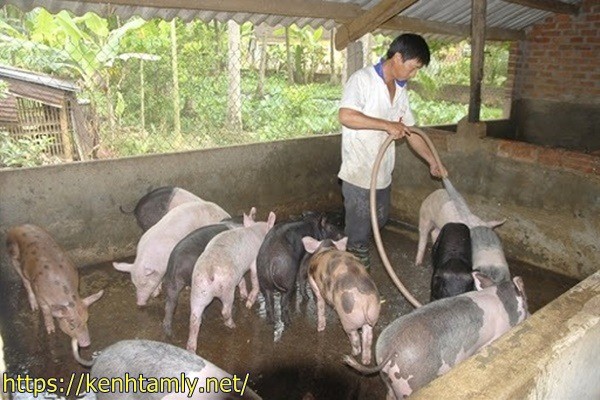 Xử l&yacute; nước thải chăn nu&ocirc;i