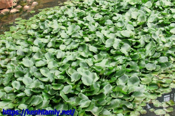 phương ph&aacute;p xử l&yacute; nước thải chăn nu&ocirc;i bằng thực vật