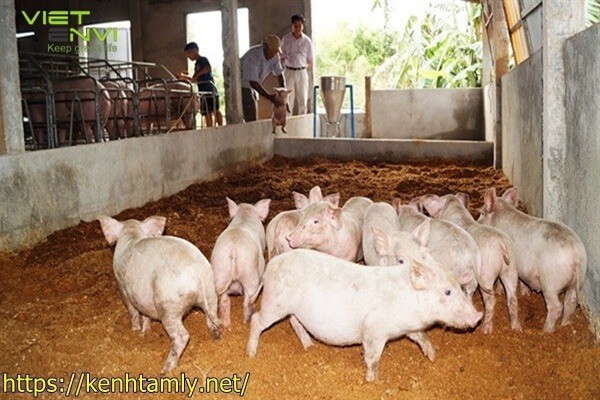 xử l&yacute; nước thải chăn nu&ocirc;i bằng đệm l&oacute;t sinh học
