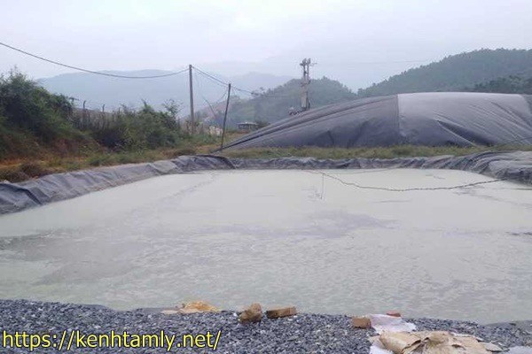 xử l&yacute; nước thải chăn nu&ocirc;i bằng ủ sinh học