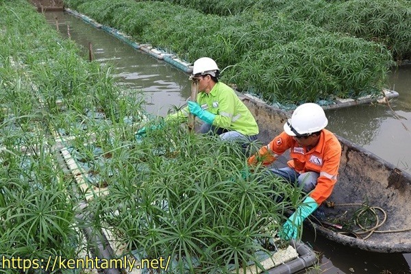 xử l&yacute; nước thải y tế bằng c&acirc;y xanh