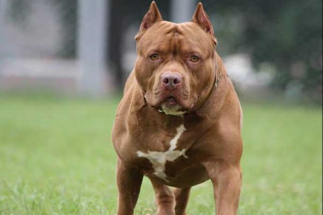 Ch&oacute; Pitbull rất hung dữ.