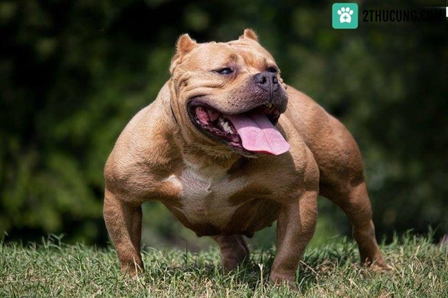 Cận cảnh con ch&oacute; Pitbull